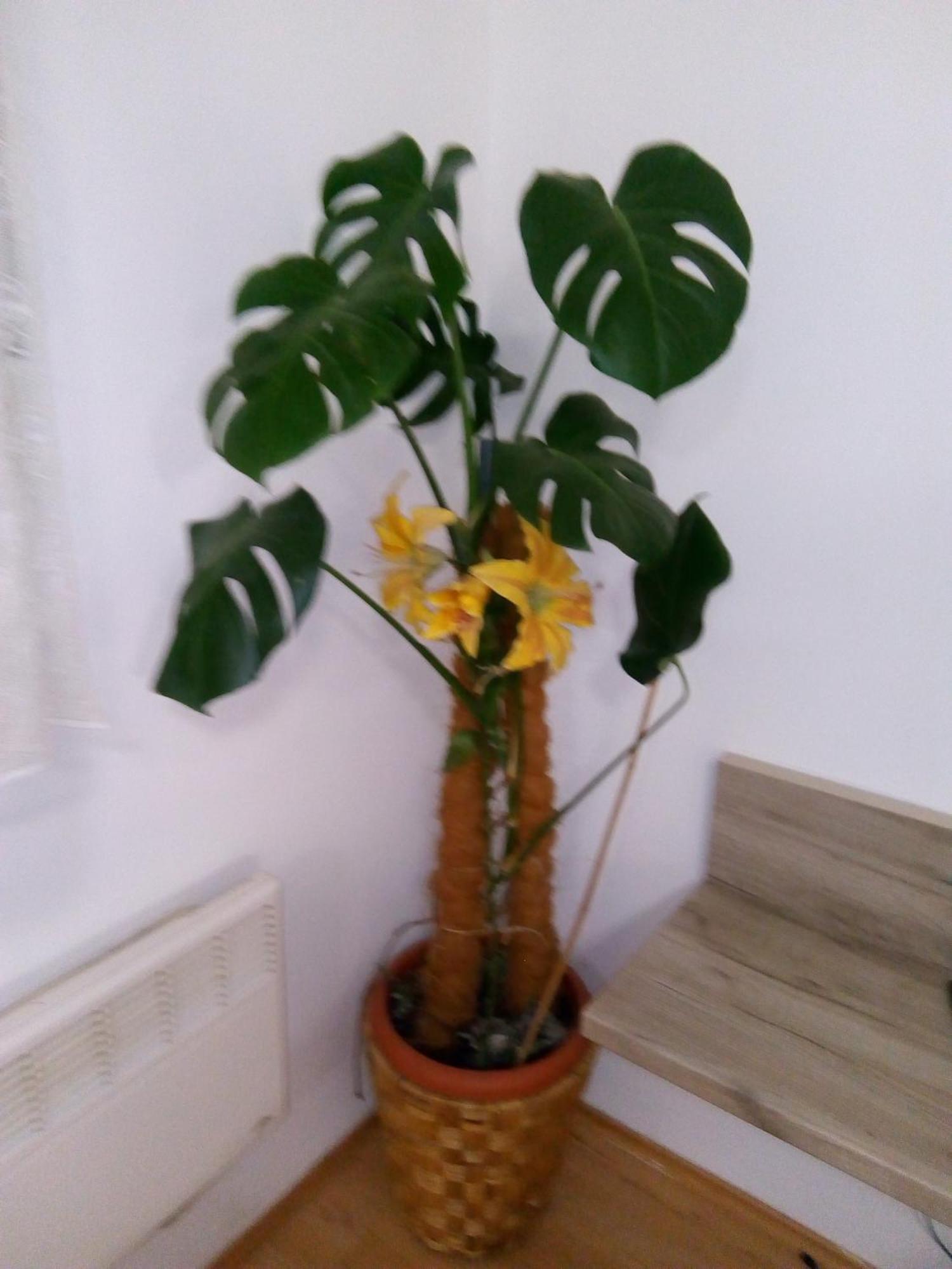 Studio Apartman Marita Spalato Esterno foto